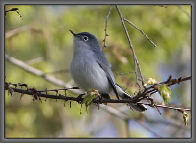 Blue-gray Gnatcatcher