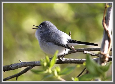 Blue-gray Gnatcatcher