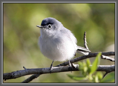 Blue-gray Gnatcatcher