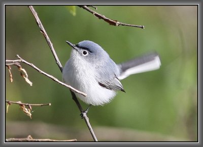 Blue-gray Gnatcatcher
