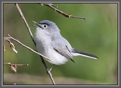 Blue-gray Gnatcatcher