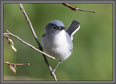 Blue-gray Gnatcatcher