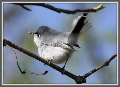 Blue-gray Gnatcatcher