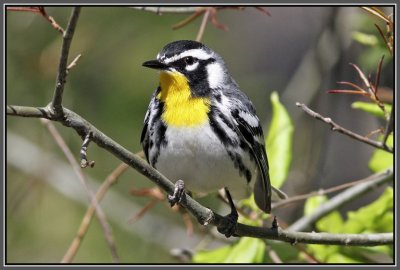 Yellow-throated Warbler