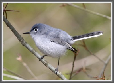 Blue-gray Gnatcatcher