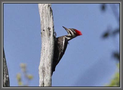 Pileated Woodpecker