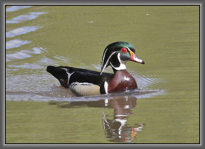 Wood Duck - Bayou Bartholomew