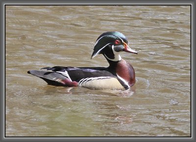 Wood Duck - Bayou Bartholomew