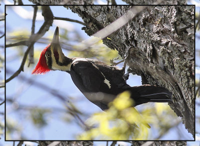 Pileated Woodpecker