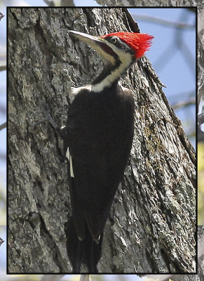 Pileated Woodpecker