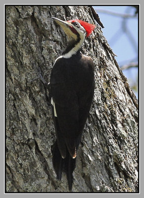 Pileated Woodpecker