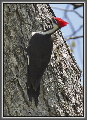 Pileated Woodpecker