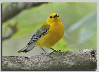 Prothonotary Warbler - Bayou Bartholomew