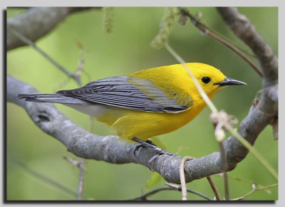 Prothonotary Warbler - Bayou Bartholomew