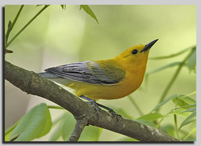 Prothonotary Warbler - Bayou Bartholomew