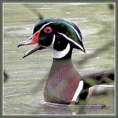 Wood Duck - Bayou Bartholomew