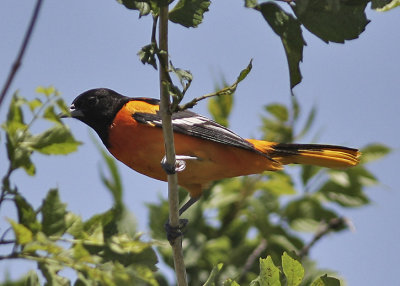 Baltimore Oriole