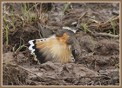 Killdeer