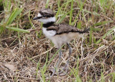 Killdeer Baby