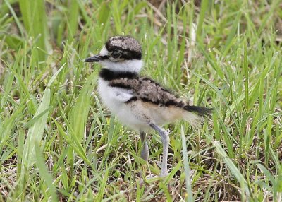 Killdeer Baby