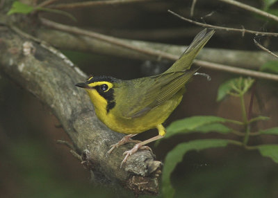 Kentucky Warbler