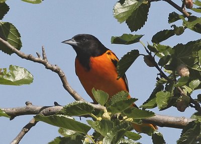 Baltimore Oriole