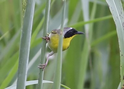 Common Yellowthroat