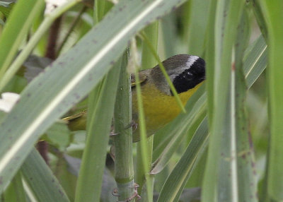 Common Yellowthroat