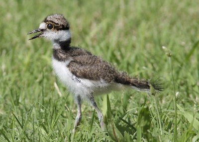 Killdeer Baby