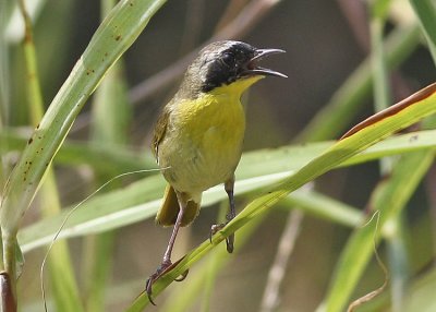 Common Yellowthroat