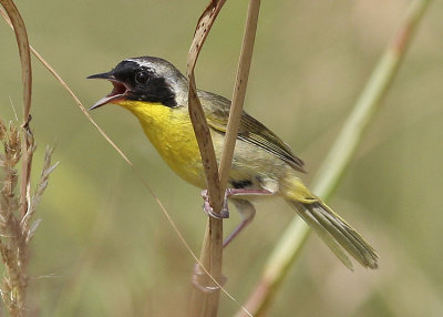 Common Yellowthroat