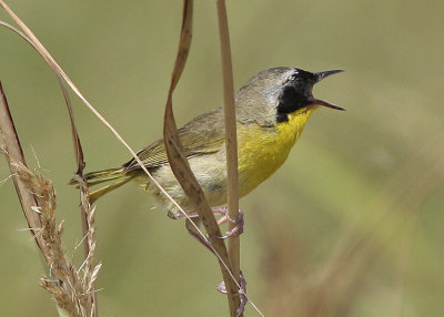 Common Yellowthroat