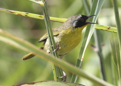 Common Yellowthroat