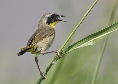 Common Yellowthroat