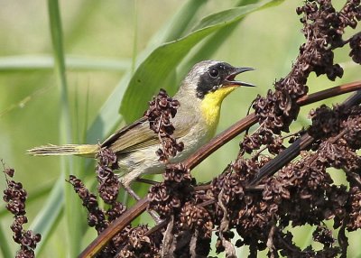 Common Yellowthroat