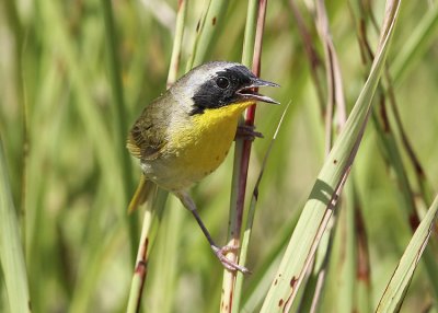 Common Yellowthroat