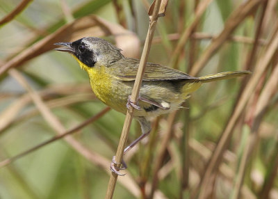 Common Yellowthroat