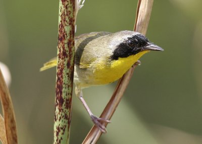 Common Yellowthroat