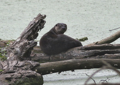 River Otter - Black Dog Bayou