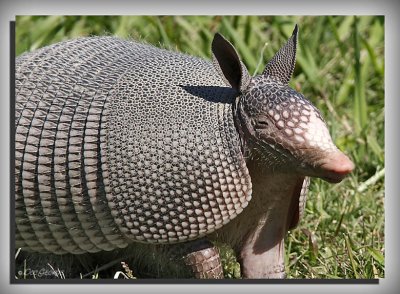 Nine Banded Amradillo