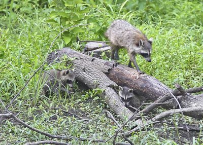 Coon Family