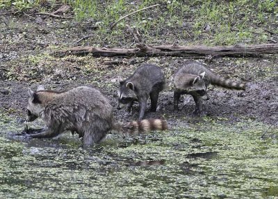 Coon Family