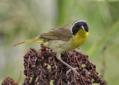 Common Yellowthroat