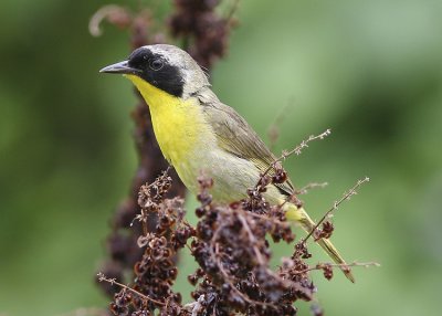 Common Yellowthroat