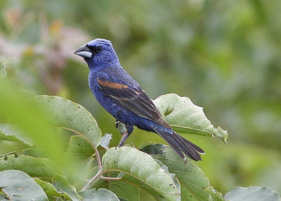 Blue Grosbeak