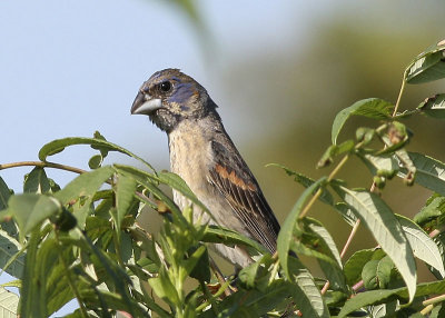 Blue Grosbeak