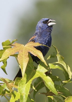 Blue Grosbeak