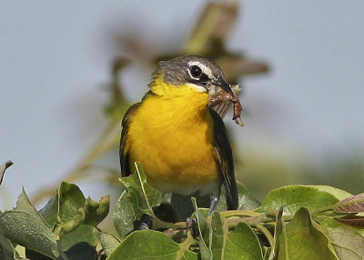 Yellow-breasted Chat