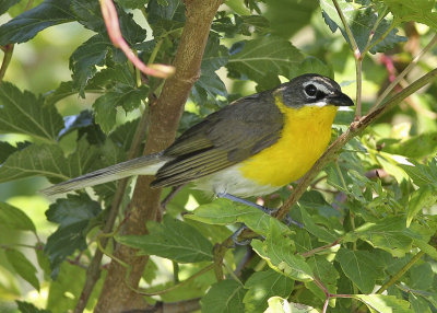 Yellow-breasted Chat