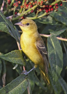 Female Orchard Oriole